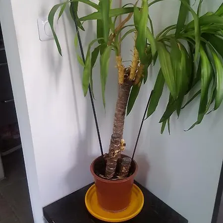 Apartamento Jean Jaures Nimes